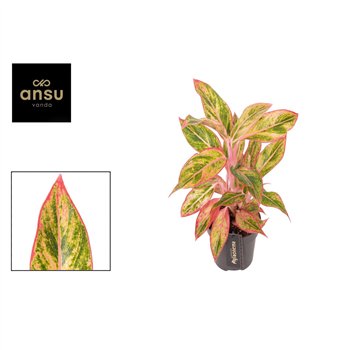Aglaonema Jungle Nectarine 2 pp 40cm 12cm Q115