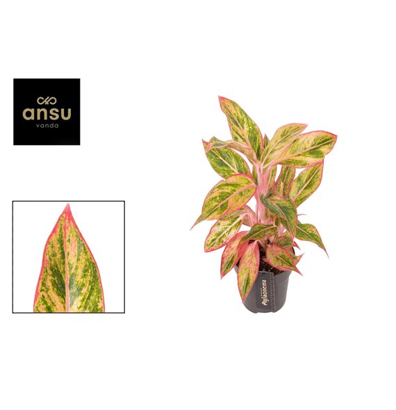 Aglaonema Jungle Nectarine 2 pp 40cm 12cm Q115