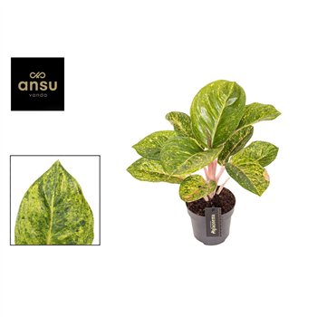 Aglaonema Apple Green 1 pp 35cm 12cm Q116