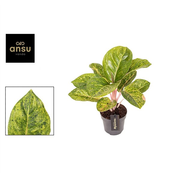 Aglaonema Apple Green 1 pp 35cm 12cm Q116