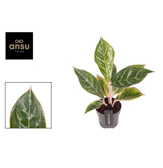 Aglaonema Jungle Shadows 2 pp 40cm 12cm Q118