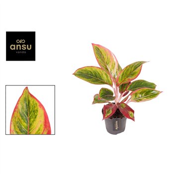 Aglaonema Jamaica Red 2 pp 42cm 12cm Q119
