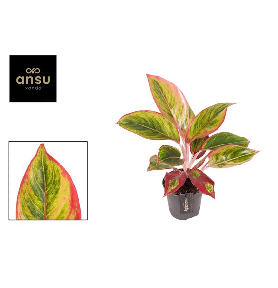 Aglaonema Jamaica Red 2 pp 42cm 12cm Q119