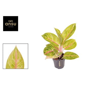 Aglaonema Rose Parakeet 1 pp 45cm 12cm Q127