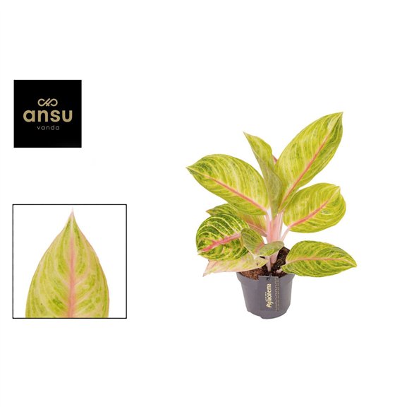 Aglaonema Rose Parakeet 1 pp 45cm 12cm Q127