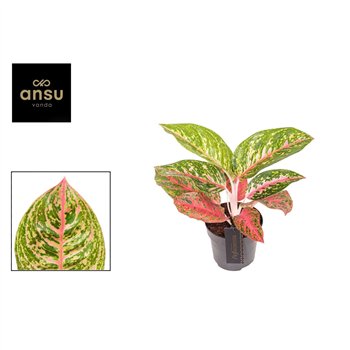 Aglaonema Red Reflections 2 pp 40cm 12cm Q128