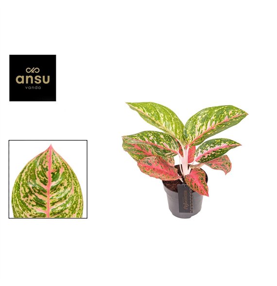 Aglaonema Red Reflections 2 pp 40cm 12cm Q128