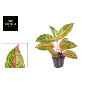 Aglaonema Red Okapi 1 pp 40cm 12cm Q129