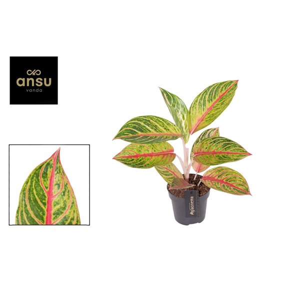 Aglaonema Red Okapi 1 pp 40cm 12cm Q129