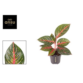 Aglaonema Olive Red 1 pp 40cm 12cm Q130