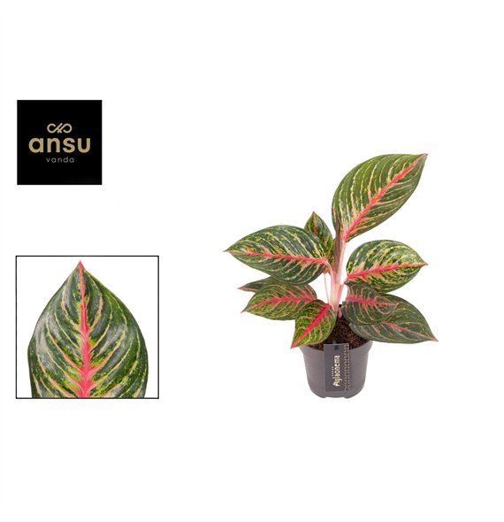 Aglaonema Olive Red 1 pp 40cm 12cm Q130
