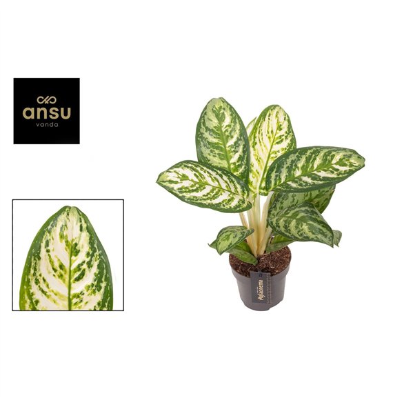 Aglaonema Minty Ice 1 pp 35cm 12cm Q131