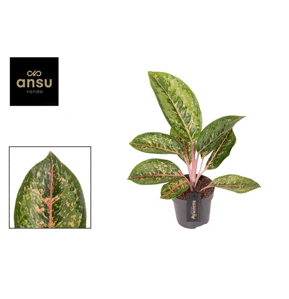 Aglaonema Camo Coralie 1 pp 40cm 12cm Q134