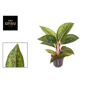 Aglaonema Camo Carmine 1 pp 40cm 12cm Q135