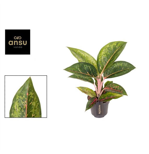 Aglaonema Camo Carmine 1 pp 40cm 12cm Q135
