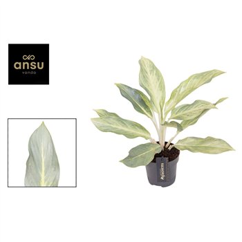 Aglaonema Aqua Green 1 pp 40cm 12cm Q137