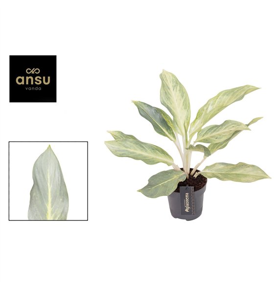 Aglaonema Aqua Green 1 pp 40cm 12cm Q137