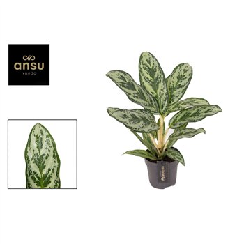 Aglaonema laurel green Laurel Green 1 pp 45cm 12cm Q169