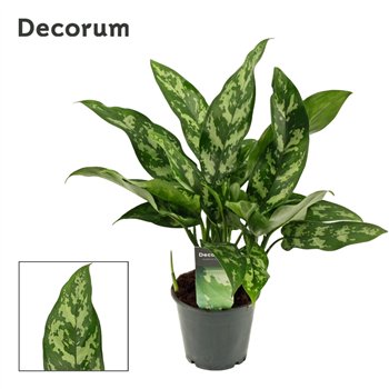 Aglaonema maria Maria 12 cm (Decorum) 3 pp 35cm 12cm Q181