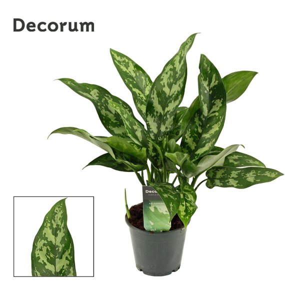 Aglaonema maria Maria 12 cm (Decorum) 3 pp 35cm 12cm Q181