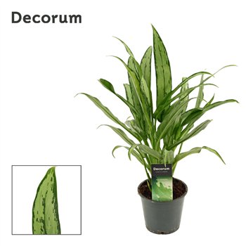 Aglaonema cutlass Cutlass 12 cm (Decorum) 2 pp 35cm 12cm Q182