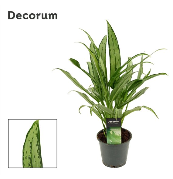 Aglaonema cutlass Cutlass 12 cm (Decorum) 2 pp 35cm 12cm Q182