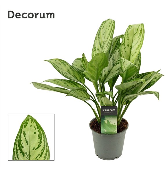 Aglaonema maria christina Christina 12 cm (Decorum) 3 pp 35cm 12cm Q187