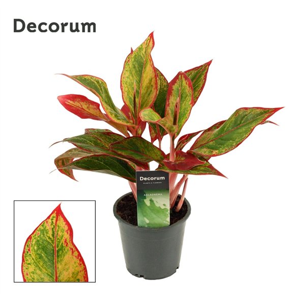 Aglaonema Red Fire 12cm 30cm 12cm Q191