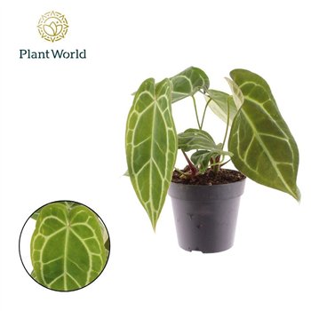 Anthurium Chrystallinum 1 fl 35cm 12cm Q318