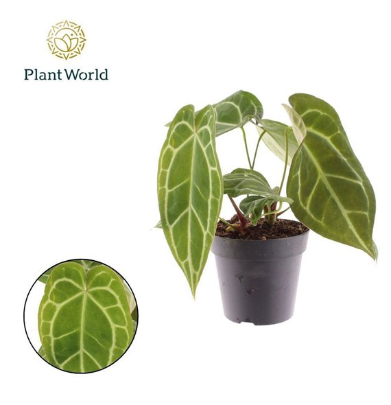 Anthurium Chrystallinum 1 fl 35cm 12cm Q318