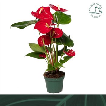 Anthurium andr  nevada Nevada 12cm5 fl 45cm 12cm Q330