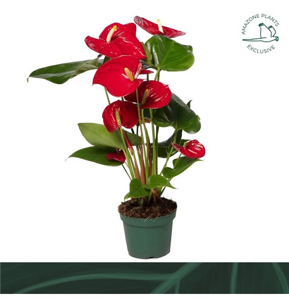 Anthurium andr  nevada Nevada 12cm5 fl 45cm 12cm Q330