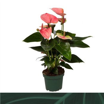 Anthurium andr  sweet dream Sweet Dream 12cmbl 35cm 12cm Q347
