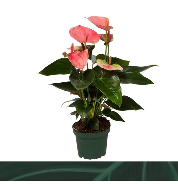 Anthurium andr  sweet dream Sweet Dream 12cmbl 35cm 12cm Q347