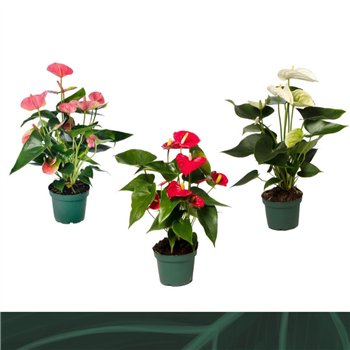 Anthurium andr  mix 4 colours 12cm kleuren5 fl 35cm 12cm Q367
