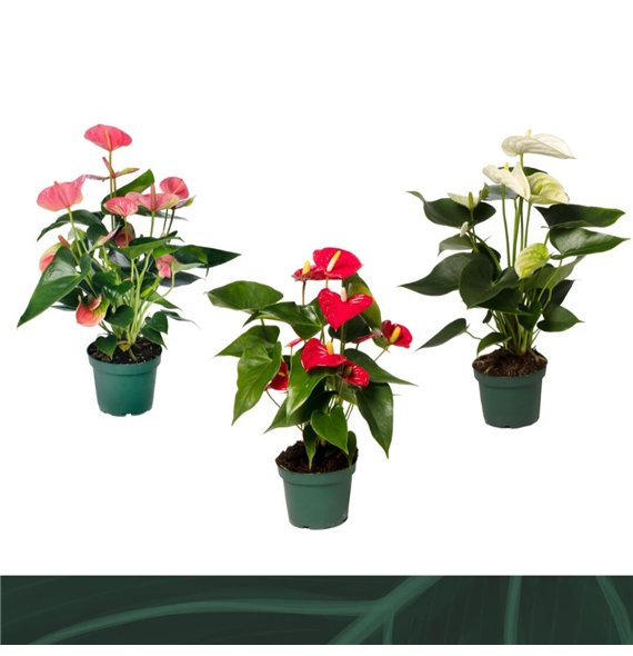 Anthurium andr  mix 4 colours 12cm kleuren5 fl 35cm 12cm Q367