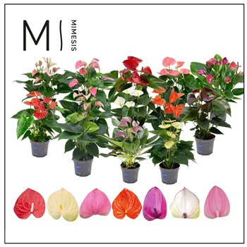 Anthurium andr  mix Mimesis KARMA 10 Colors Mix - 12 cm 5 fl 2 pp 43cm 12cm Q369