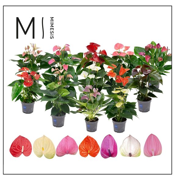 Anthurium andr  mix Mimesis KARMA 10 Colors Mix - 12 cm 5 fl 2 pp 43cm 12cm Q369