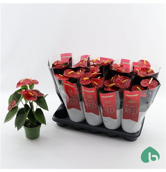 Anthurium andr  royal champion Royal Red Big Flowers Champion 4 fl 40cm 12cm Q371