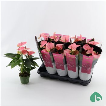 Anthurium andr  sweet dream Royal Pink Big Flowers Sweet Dream 5 fl 45cm 12cm Q374