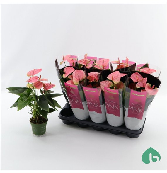 Anthurium andr  sweet dream Royal Pink Big Flowers Sweet Dream 5 fl 45cm 12cm Q374