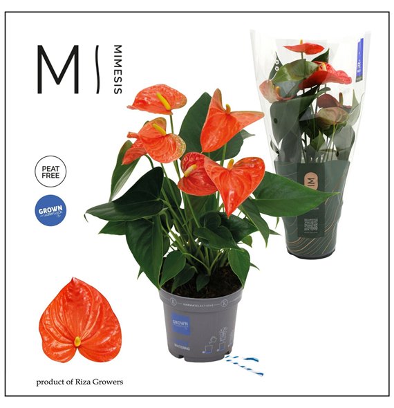 Anthurium andr  karma orange Mimesis KARMA Orange - 12cm 4 fl 2 pp 35cm 12cm Q379