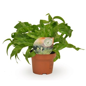 Asplenium antiquum hurricane Hurricane 30cm 12cm Q403