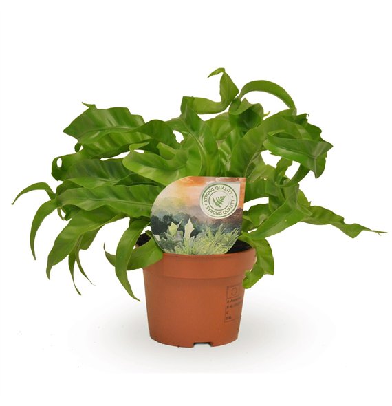 Asplenium antiquum hurricane Hurricane 30cm 12cm Q403