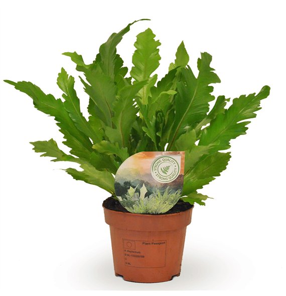 Asplenium nidus campio Campio 30cm 12cm Q405