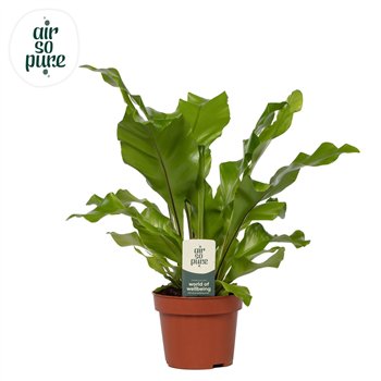 Asplenium nidus - Air So Pure 35cm 12cm Q407
