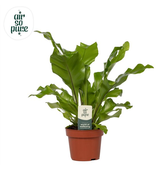 Asplenium nidus - Air So Pure 35cm 12cm Q407