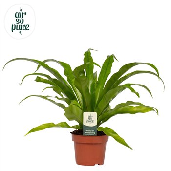 Asplenium antiquum - Air So Pure 30cm 12cm Q408