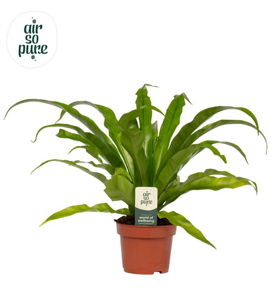Asplenium antiquum - Air So Pure 30cm 12cm Q408