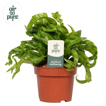 Asplenium antiquum hurricane Hurricane - Air So Pure 30cm 12cm Q411